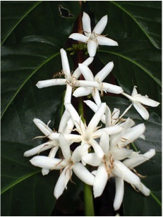 coffee blossoms from Kona Café LLC Farm